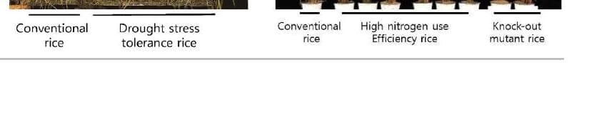 라세미아 제품 이미지