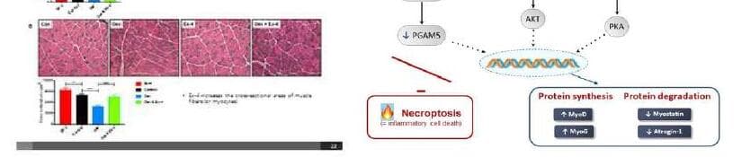 이뮤노포지 제품 이미지