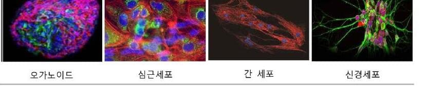 넥셀 제품 이미지