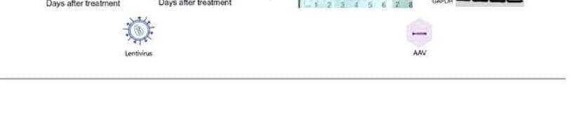 카스큐어테라퓨틱스 제품 이미지