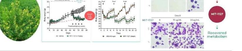 메타이뮨텍 제품 이미지