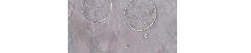 라다하임 제품 이미지