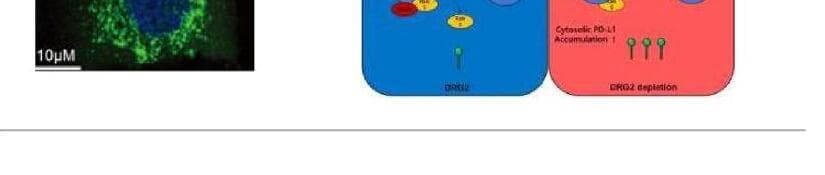 로펠바이오 제품 이미지