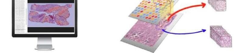 몰팩바이오 제품 이미지